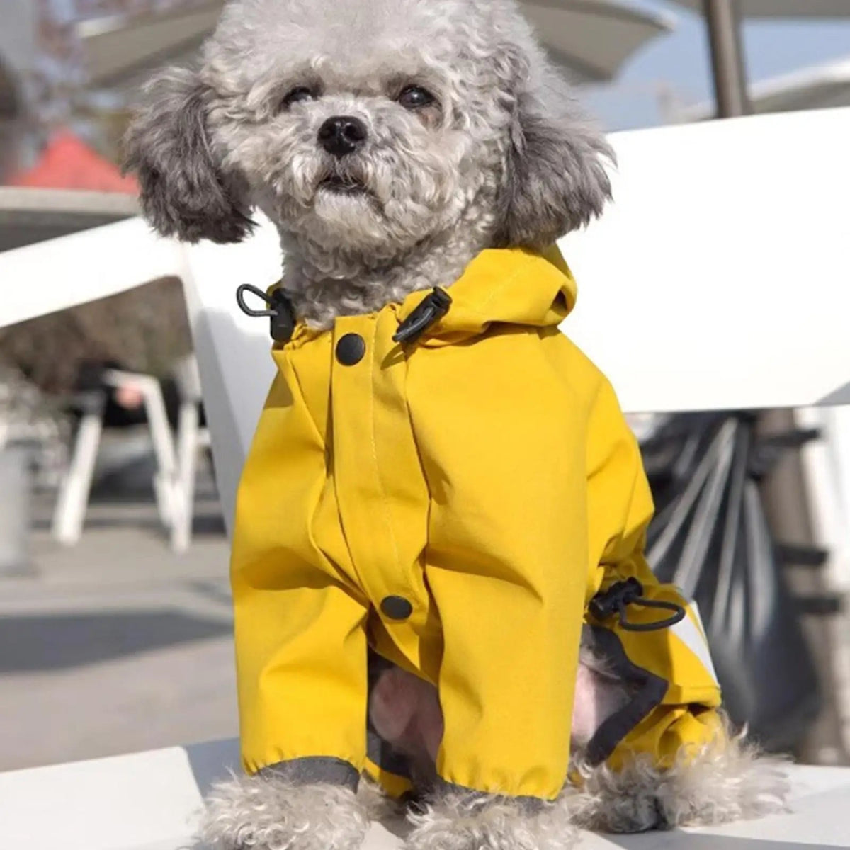 Impermeable pour chien - My animal shop