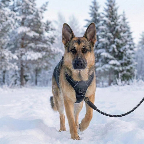 SafeWalk Pro — Harnais réfléchissant ajustable + laisse offerte - My animal shop