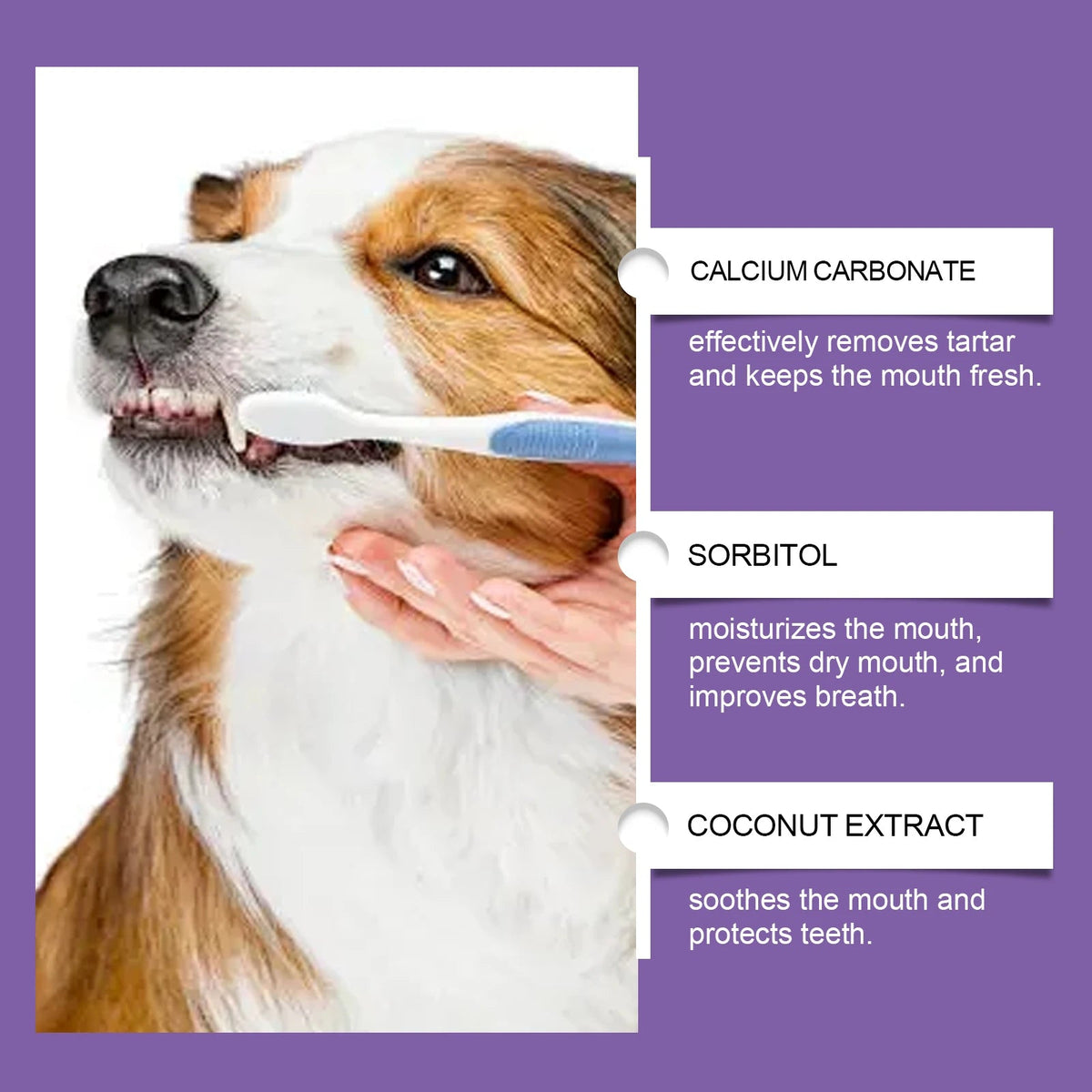 Soins dentaires chien - My animal shop